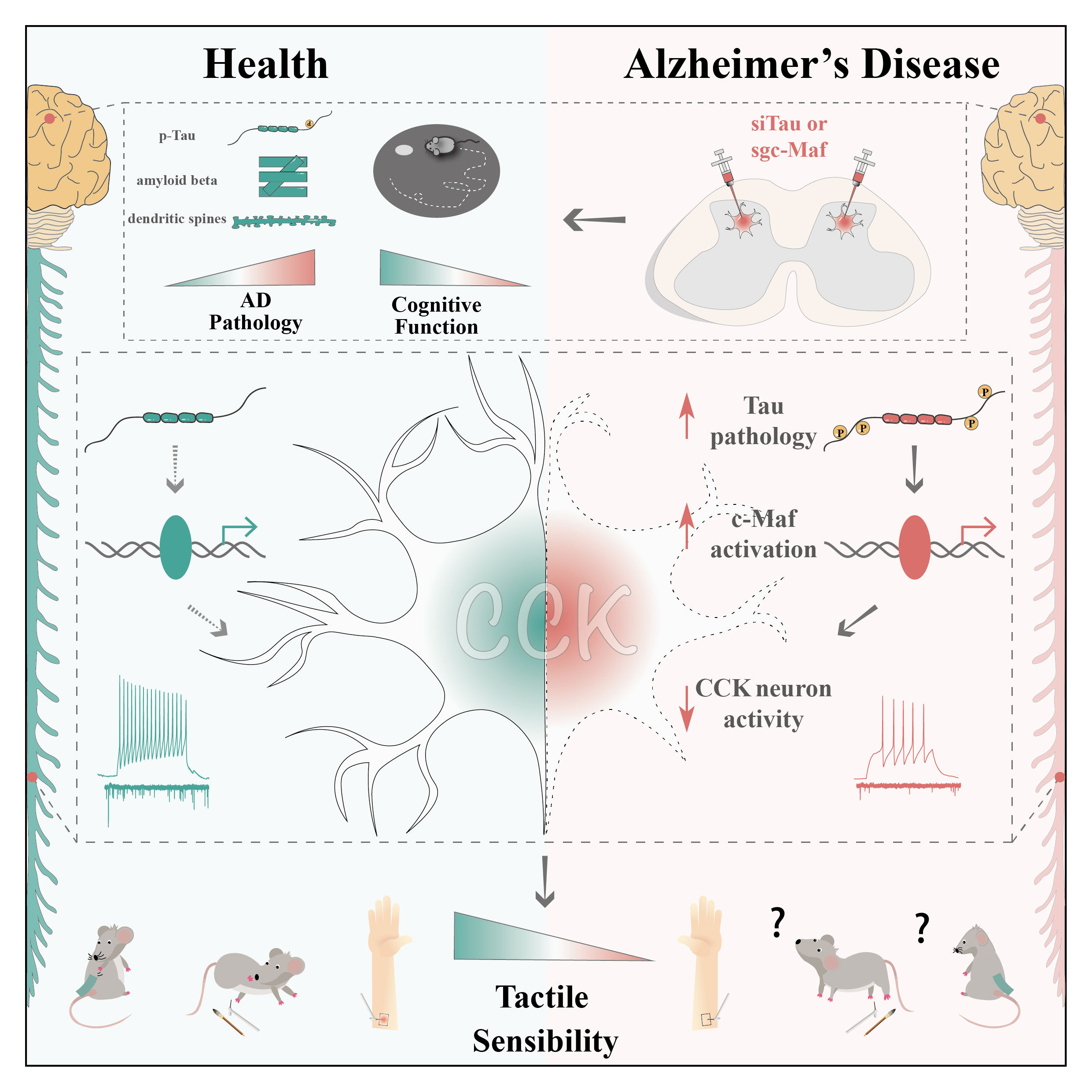 Nature Neuroscience 论文封面